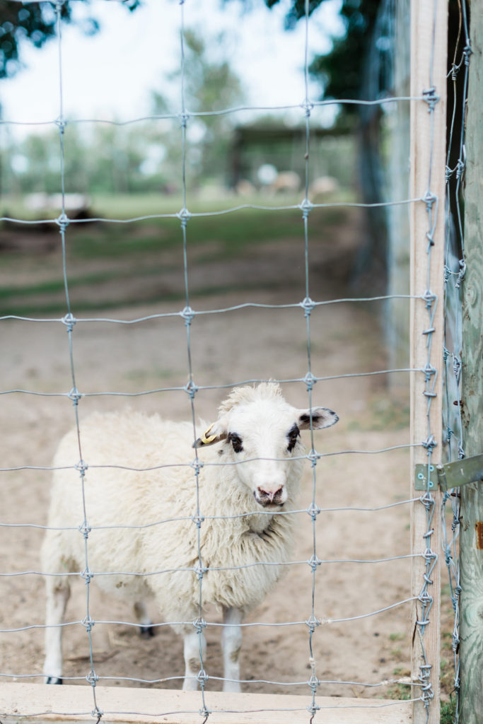 Illustrated Farm Party, Tyler’s Illustrated Farm Party