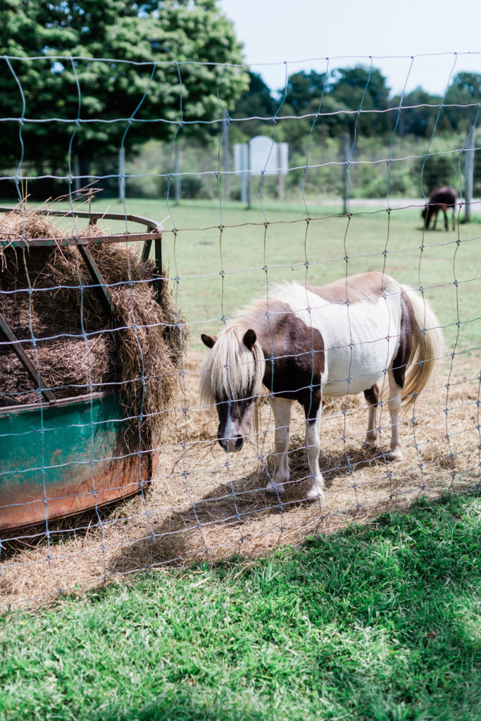 Illustrated Farm Party, Tyler’s Illustrated Farm Party